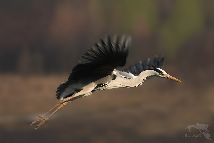 Volavka popelav&aacute; (Ardea cinerea)